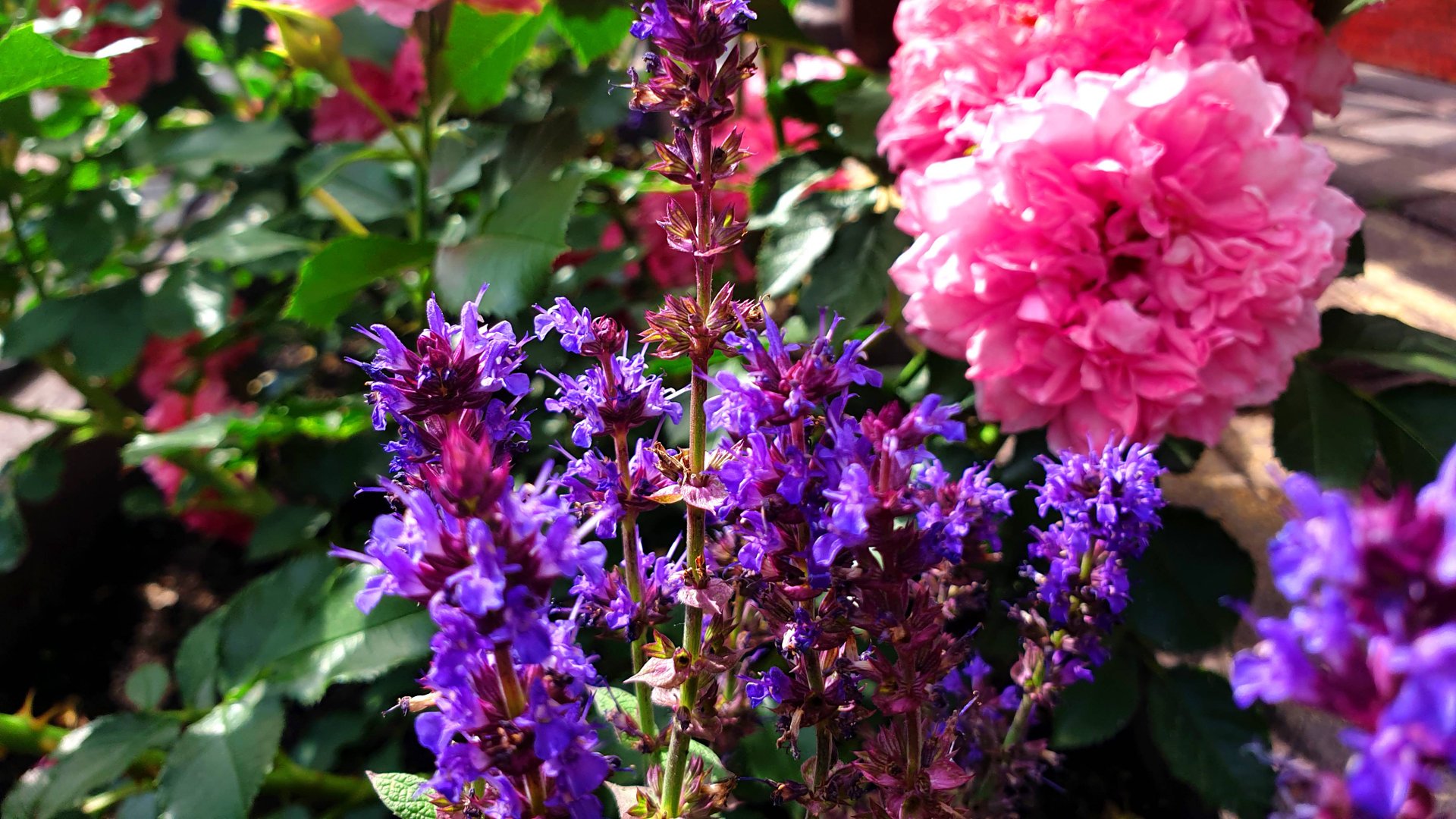 Шалфей дубравный Сенсейшн Дип Блю. смотреть онлайн