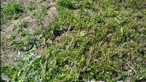 Пили траву которая мешает :)