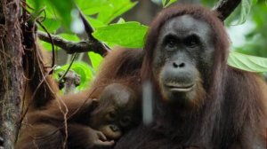 Орангутаны.