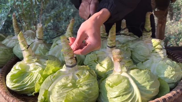 Harvesting Cabbage, Pork Cabbage Rolls Recipe, Cooking, Vàng Hoa