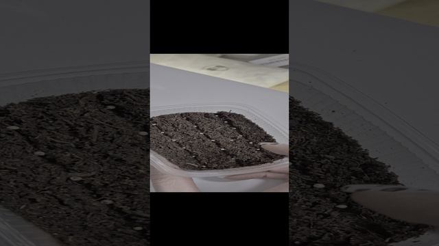 посев семян на рассаду смотреть онлайн