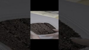 посев семян на рассаду