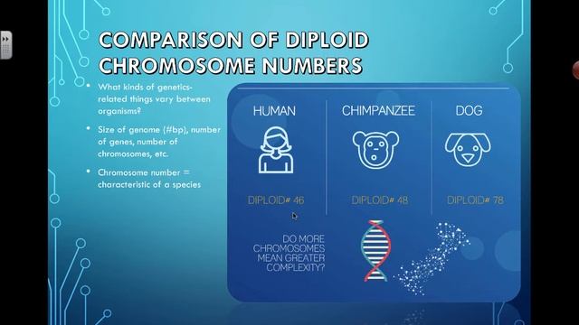 Comparing Chromosome Numbers (2016) IB Biology смотреть онлайн