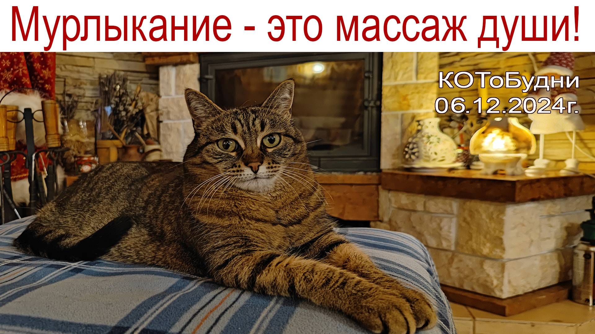 Люди заводят собак, а кошки людей - видно, считают их полезными домашними животными или КОТоБудни смотреть онлайн