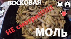 ОГНЁВКА, Настойка из восковой моли, восковая моль. Слабонервным НЕ смотреть!!!