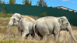 Слонихи не в настроении и на то есть ПРИЧИНА!