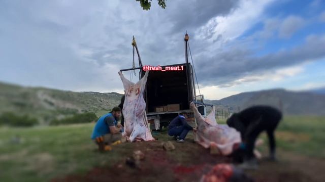 Молодость против опыта / разделка быка на скорость / Дагестан смотреть онлайн