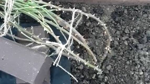 Как быстро уложить плетистую розу. смотреть онлайн