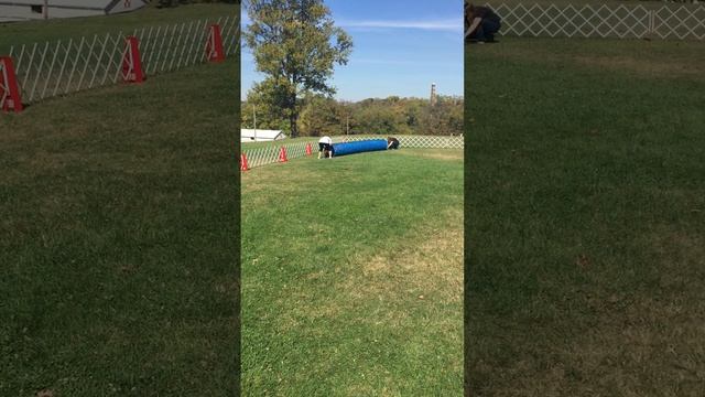 Chewy does agility at Purina Farms смотреть онлайн