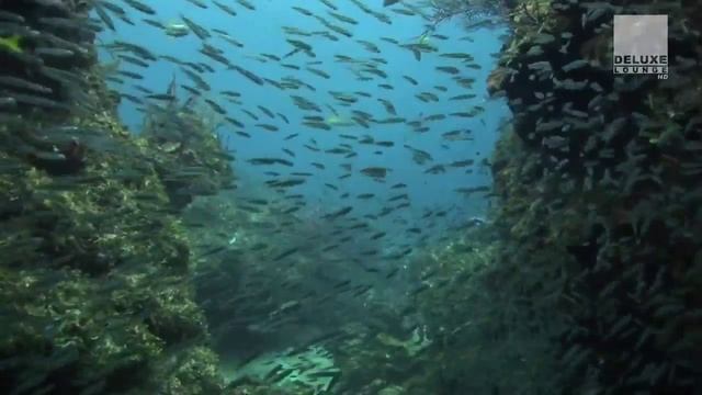 Club Des Belugas - Sisi Tartar смотреть онлайн