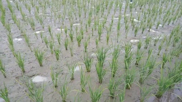 pendampingan kendala di lapangan padi yang keracunan fe dan pH yang drop. смотреть онлайн