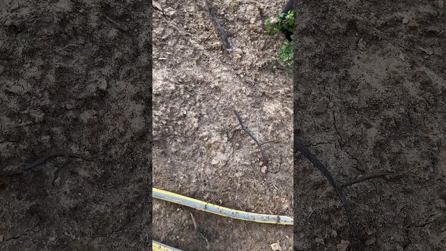 Сажаем стефанандру и съедобный папоротник смотреть онлайн