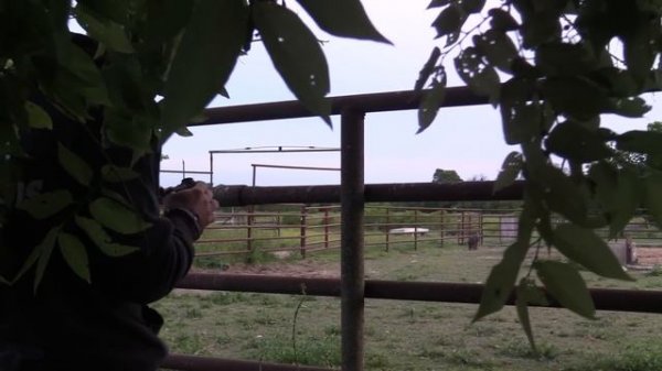 BOW HUNTING HOGS IN A CATTLE YARD!! TEXAS HOG HUNTING/ 6 pigs down!!!
