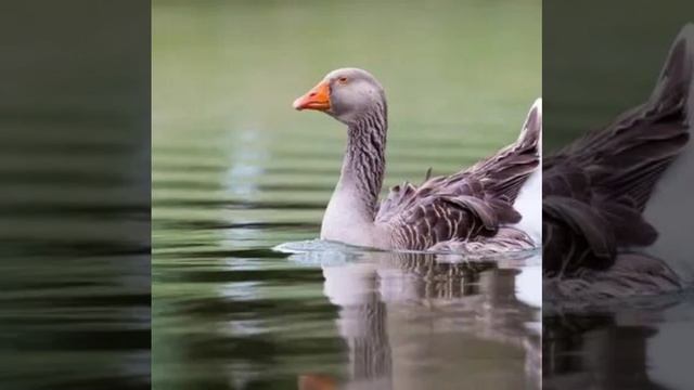 Отряд гусеобразные