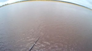 А вы знали что это? САМАЯ ХОРОШАЯ НАЖИВКА для РЫБАЛКИ на УДОЧКУ, ВЕСНОЙ и ЛЕТОМ