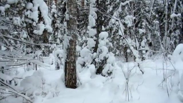 Зимняя природа Чистые боры смотреть онлайн