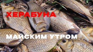 Майское утро на пруду. Как долго я их ждал