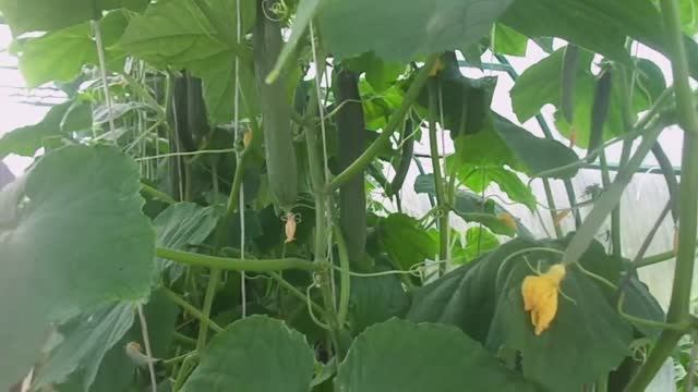 Огурцы Длительного Срока Плодоношения. Обзор в Теплице Самых Вкусных и Урожайных Сортов. смотреть онлайн