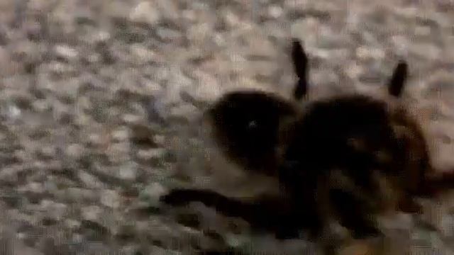 Тарантуловый ястреб против тарантула.