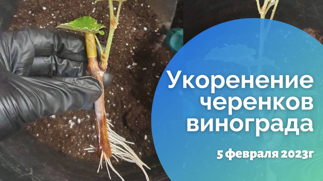 Укоренение черенков винограда 05.02.2023 смотреть онлайн
