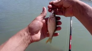 Ловлю на ультро лайт окуня и плотву, это кайф!!!