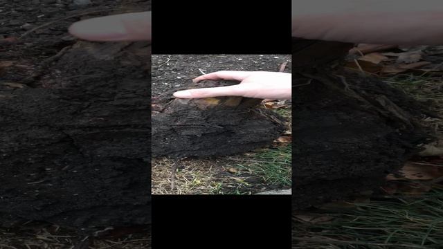 По зиме закапываю ЭТО в землю. ? смотреть онлайн