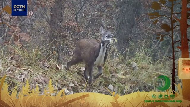 «Окно в таинственный мир - Китайская лесная кабарга» смотреть онлайн