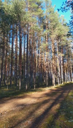 №57 Гармонизация и восстановление функций дыхательной системы