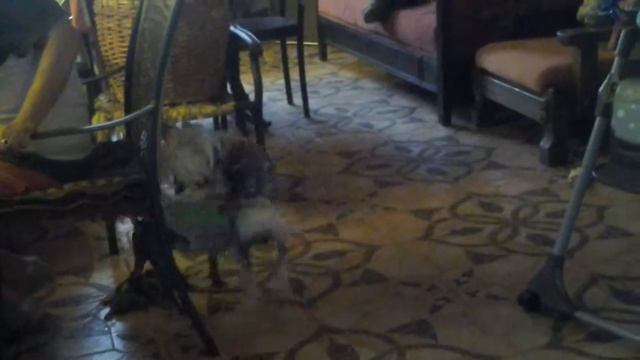 Зачинание разума в терьере:-):-):-) смотреть онлайн