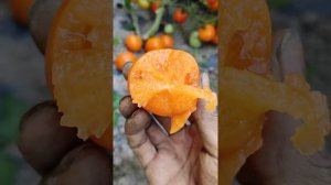 tomato 黄色果酱 Мармелад жёлтый