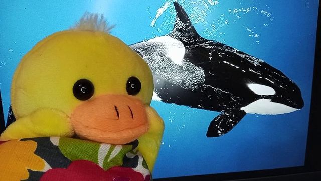 Касатка смотреть онлайн