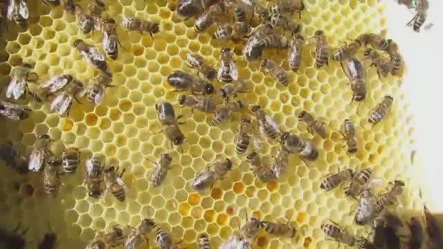 пчеловодство на ячейке 4,9 мм - часть 70, девять рамок отстроили ставлю еще три 22.05.2024 смотреть онлайн