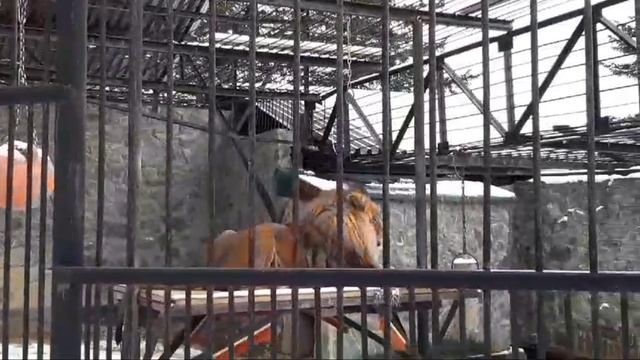 Зоопарк Южно-Сахалинска, 1 декабря 2024 года смотреть онлайн