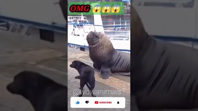 😱 OMG so amazing video short video смотреть онлайн