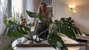 Пересадка - болталка  монстеры.