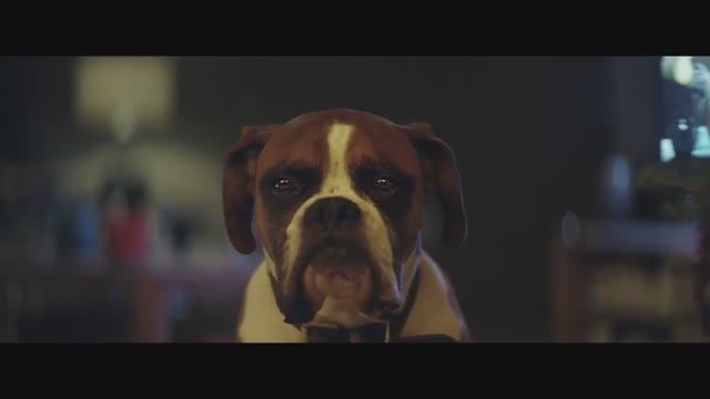 Buster_the boxer смотреть онлайн