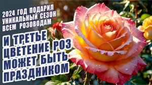 ШИКАРНОЕ ТРЕТЬЕ ЦВЕТЕНИЕ РОЗ. КАК ПОЛУЧИТЬ ОБИЛЬНОЕ ЦВЕТЕНИЕ РОЗ В СЕЗОН УХОД ЗА РОЗАМИ РОЗЫ В САДУ