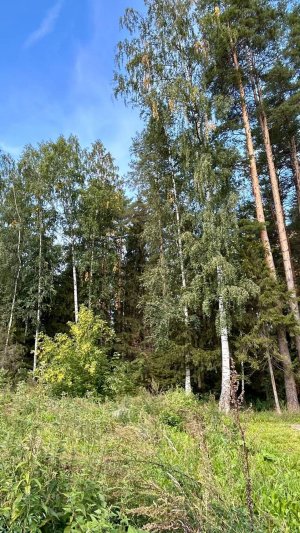 #кибер дед батлит