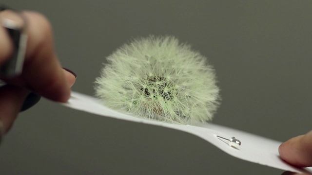 Светло-зелёный одуванчик. Брошь одуванчик.