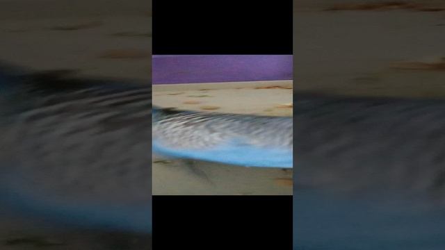 мой ручной голубь