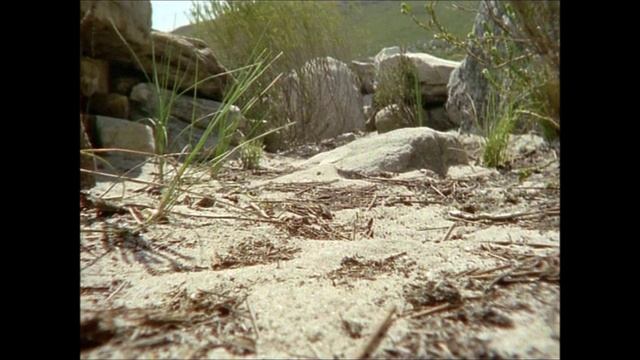 BBC: Жизнь животных — Плотоядные 1 сезон 7 серия (документальный сериал, 1997-2003) смотреть онлайн