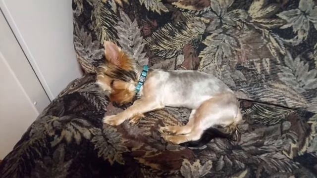 Спят усталые собаки. Марси, йорк 5 месяцев смотреть онлайн