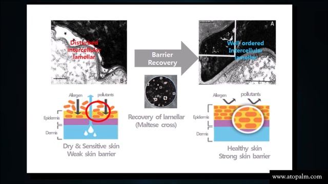 Development of Maltese formula of ATOPALM REAL BARRIER смотреть онлайн