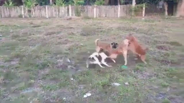 Раскаты Грома - ПСЫ