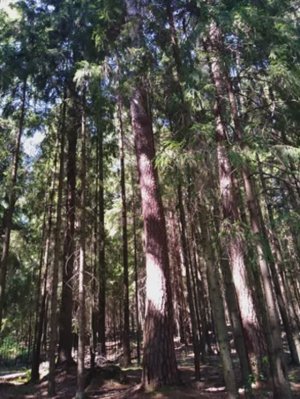 №55 Тонкая сонастройка структур