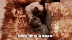 Life Of Artyom But Artyom & Boris Has a mental breakdown *earrape*