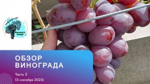 Обзор нашего винограда. Часть3. 13.09.2023