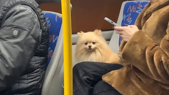 Киевские зарисовки. Маленькая собачка в автобусе смотреть онлайн