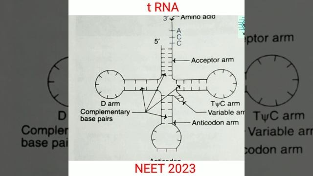 NEET 2023, RNA, for full details, subscribe The Academia смотреть онлайн