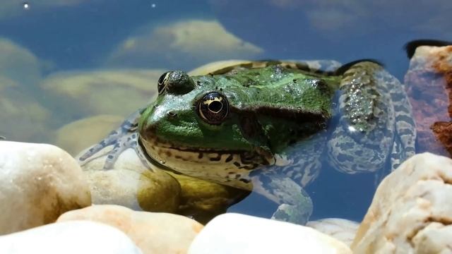 "Жить полной жизнью". 13 декабря. Мужество меняться. смотреть онлайн